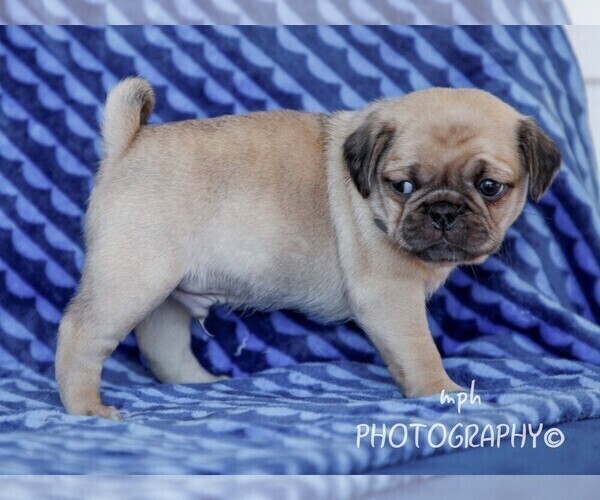 Full screen Photo #4 Jug Puppy For Sale in LIBERTY, KY, USA