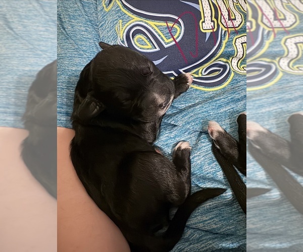 Medium Photo #4 Great Dane-Sheepadoodle Mix Puppy For Sale in EGG HARBOR CITY, NJ, USA