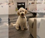 Small Photo #2 Labradoodle Puppy For Sale in LIVERMORE, CA, USA