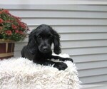 Puppy Forest Cocker Spaniel-Miniature Bernedoodle Mix