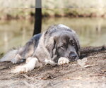 Small #3 Mutt