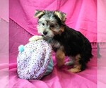 Small #3 Morkie