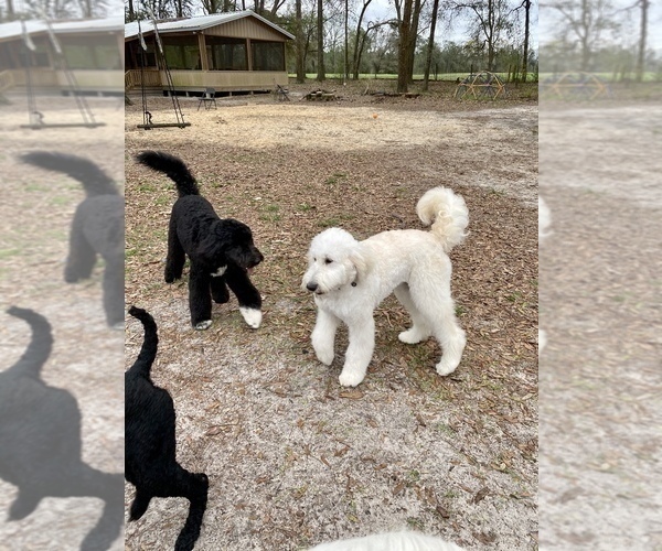 Medium Photo #12 Pyredoodle Puppy For Sale in NEWBERRY, FL, USA