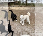 Small Photo #12 Pyredoodle Puppy For Sale in NEWBERRY, FL, USA