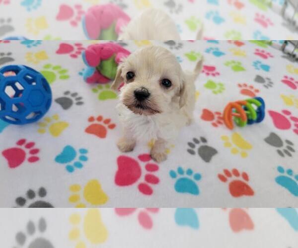 Medium Photo #9 Maltese-Poodle (Toy) Mix Puppy For Sale in ORO VALLEY, AZ, USA