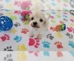 Small #8 Maltese-Poodle (Toy) Mix