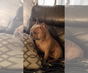 Father of the French Bulldog puppies born on 03/25/2019