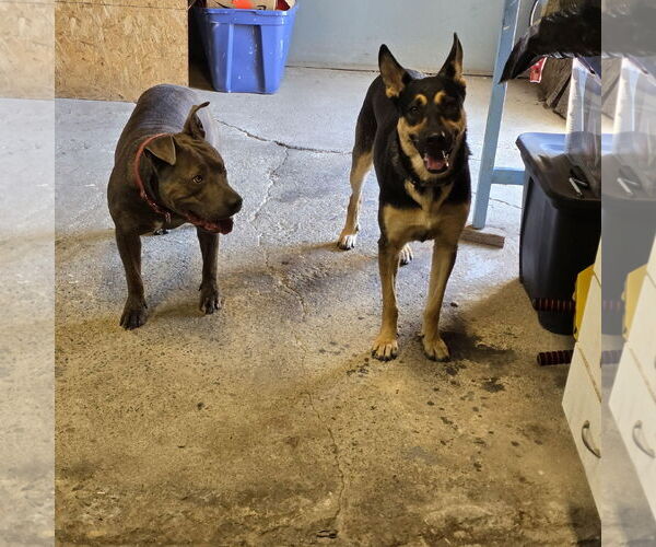 Medium Photo #6 German Shepherd Dog-Unknown Mix Puppy For Sale in Stckton, CA, USA