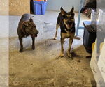 Small #5 German Shepherd Dog Mix