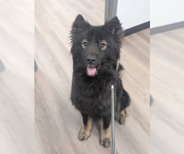 Medium Photo #1 Mutt Puppy For Sale in Calgary, Alberta, Canada