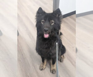 Mutt Dogs for adoption in Calgary, Alberta, Canada