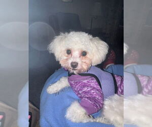 Poodle (Toy) Dogs for adoption in Mukwonago, WI, USA