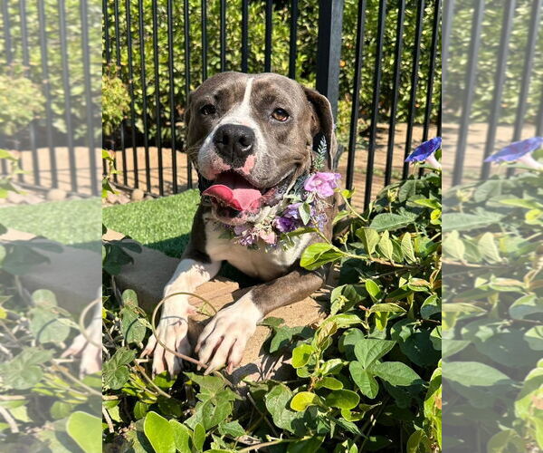 Medium Photo #7 Bullboxer Pit Puppy For Sale in Redlands, CA, USA
