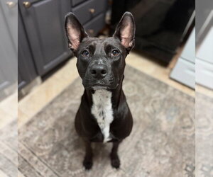 Darla - Female Labrador Retriever-Unknown Mix Dog for Adoption - Photo #17