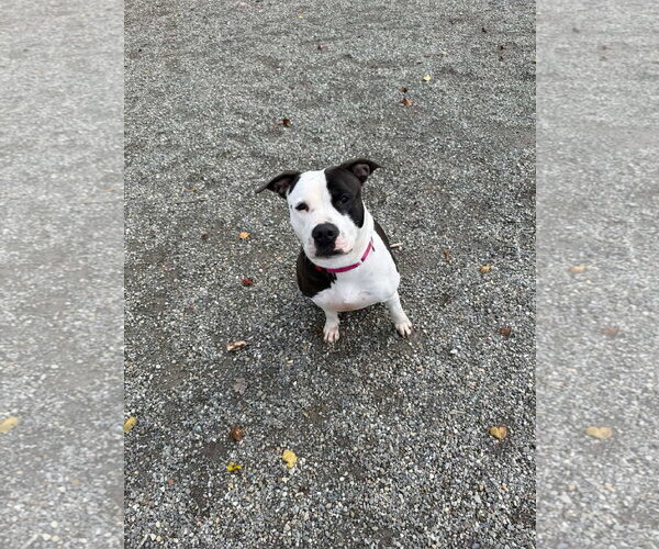 Medium Photo #1 Mutt Puppy For Sale in Brooklyn, NY, USA