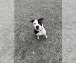 Felicity - Female Mutt Dog for Adoption - Small photo