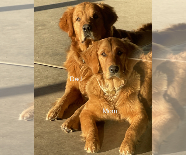 Medium Photo #1 Golden Retriever Puppy For Sale in MADERA, CA, USA