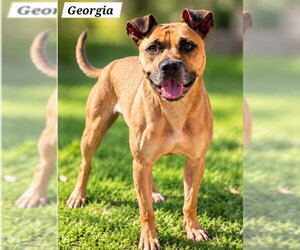 Boxer Dogs for adoption in Derwood, MD, USA