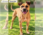 *GEORGIA - Female Boxer Dog for Adoption - Small photo