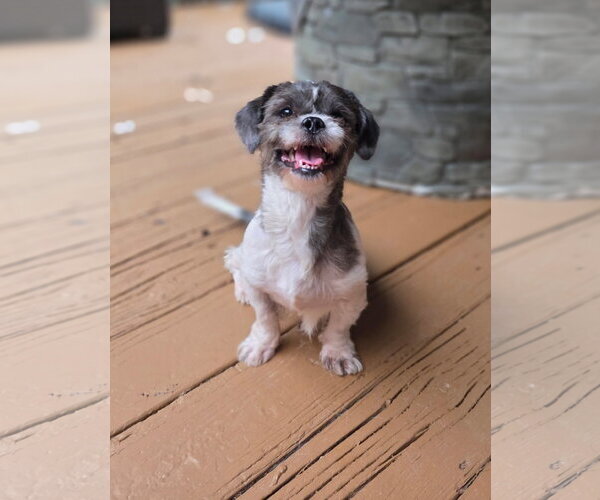 Medium Photo #5 Shih Tzu-Unknown Mix Puppy For Sale in Thomasville, NC, USA