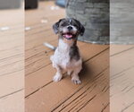 Small #4 Shih Tzu Mix