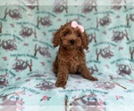 Small #2 Cockapoo (Miniature)