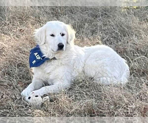 Medium Photo #3 Great Pyrenees Puppy For Sale in Dallas, TX, USA