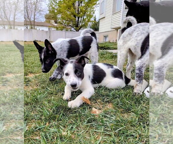 Medium Photo #10 Collie-Unknown Mix Puppy For Sale in Sandy, UT, USA