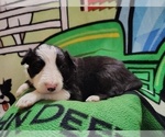 Small Photo #141 Border Collie Puppy For Sale in NORBORNE, MO, USA