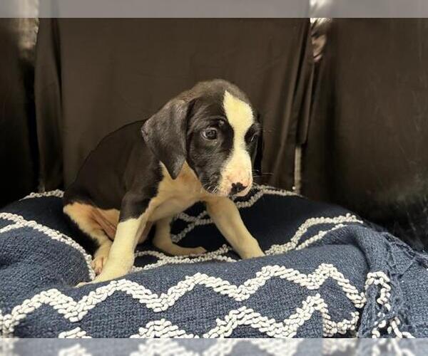 Medium Photo #1 Mutt Puppy For Sale in Grovetown, GA, USA