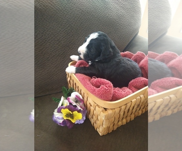 Medium Photo #14 Bernedoodle Puppy For Sale in CALHAN, CO, USA