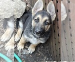 Image preview for Ad Listing. Nickname: Litter of 7