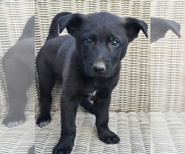 Medium Photo #1 German Shepherd Dog-Unknown Mix Puppy For Sale in Alexander, AR, USA