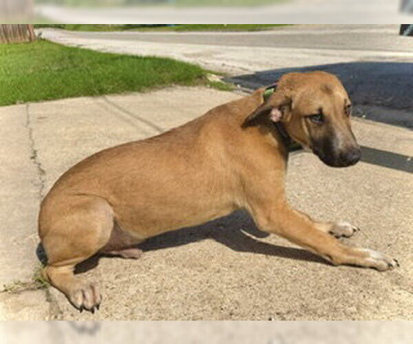 Medium Photo #2 Great Dane-Unknown Mix Puppy For Sale in Pleasanton, TX, USA