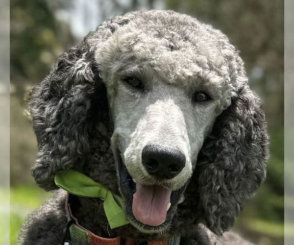 Medium Photo #1 Poodle (Standard) Puppy For Sale in Cookeville, TN, USA