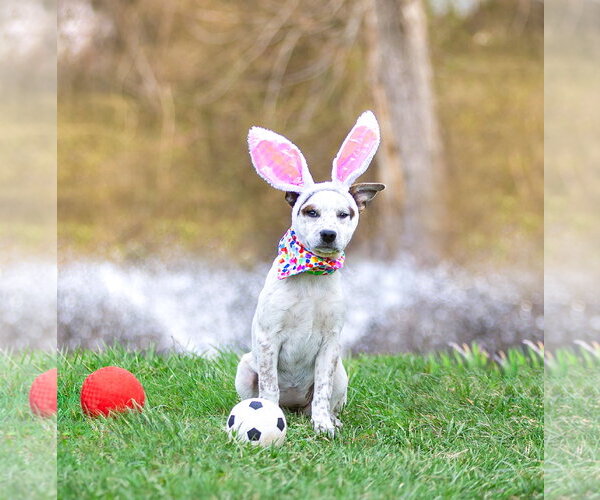 Medium Photo #20 Mutt Puppy For Sale in Unionville, PA, USA