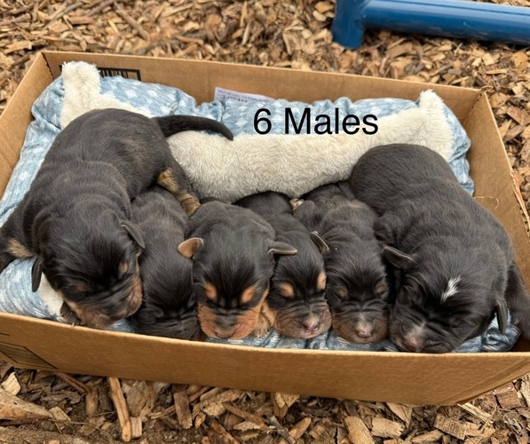 Medium Photo #2 Bernese Mountain Dog-Unknown Mix Puppy For Sale in KIRKSVILLE, MO, USA