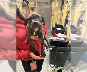 Boxer-Unknown Mix Dogs for adoption in Brewster, MA, USA