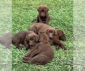 Labrador Retriever Puppy for sale in LOMA RICA, CA, USA