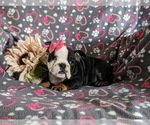 Small Photo #5 English Bulldog Puppy For Sale in COCHRANVILLE, PA, USA