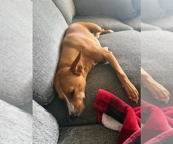 Medium Photo #3 Basenji-Unknown Mix Puppy For Sale in NYC, NY, USA