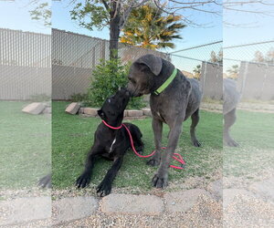 Mutt Dogs for adoption in Goodyear, AZ, USA