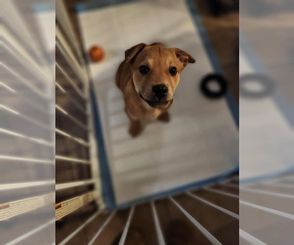 Medium Photo #3 English Mastweiler Puppy For Sale in Oro Medonte, Ontario, Canada