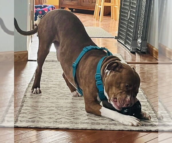 Medium Photo #4 Staffordshire Bull Terrier-Unknown Mix Puppy For Sale in Princeton, MN, USA