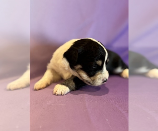 Medium Photo #15 Corgipoo Puppy For Sale in LONGMONT, CO, USA