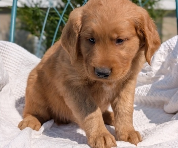 Medium Photo #13 Golden Retriever Puppy For Sale in GOSHEN, IN, USA