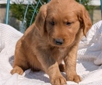 Small #12 Golden Retriever