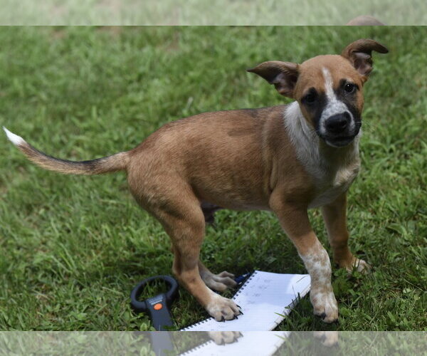 Medium Photo #3 Mutt Puppy For Sale in Mechanicsburg, PA, USA