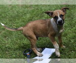 Small #2 Mutt
