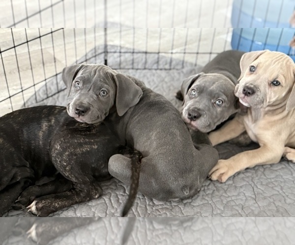 Medium Photo #2 Cane Corso Puppy For Sale in COMPTON, CA, USA
